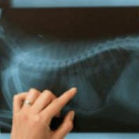 Digital Radiography Services