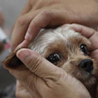 Pet Vaccinations Services
