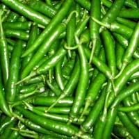 fresh green chilli