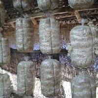 Oyster Mushroom Grower