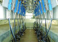 Herringbone Milking Parlor