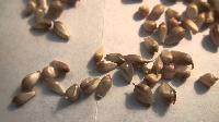 Garlic Seed