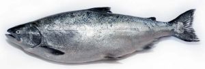 Whole Salmon Fish