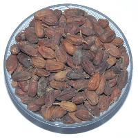 Neem Fruit