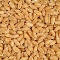 Wheat Seeds