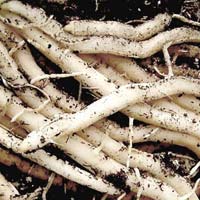Asparagus Racemosus Roots