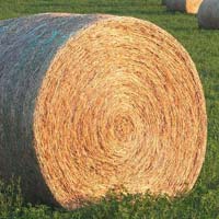 Alfalfa Hay Bales