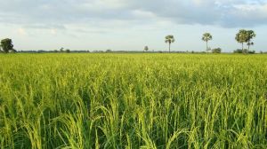 10% BROKEN LONG GRAIN RICE