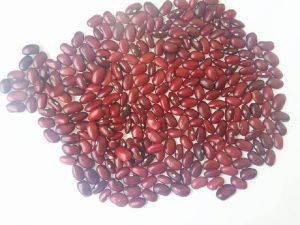 Common 100% Premium Quality Red Kidney Beans
