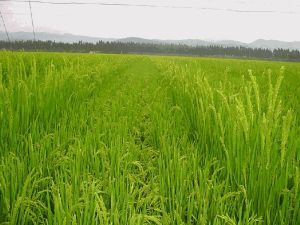 jasmine rice,  Application : Cooking, Human