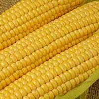 Fresh Yellow Corn