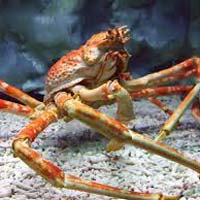 Live Spider Crab