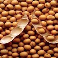 soybean seeds