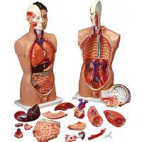 human body part models