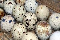fertile hatching eggs