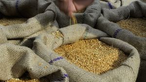 Durum Wheat