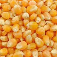 yellow maize seeds