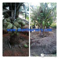 coconut plants