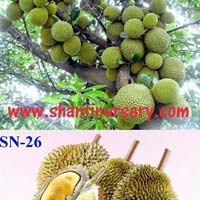 Durian Plants