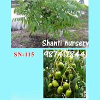 Thai Amra Plant