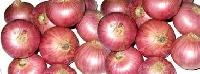 Nasik Red Onion