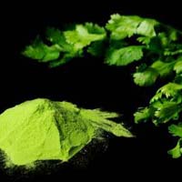 Spray Dried Coriander Powder