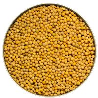 yellow mustard seeds