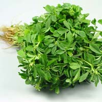 Fresh Fenugreek Leaves