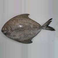 Black Pomfret Fish