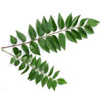 Fresh Curry Leaves