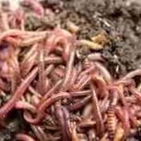 eisenia fetida earthworm