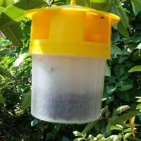 Fruit Fly Trap