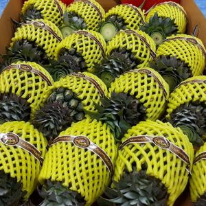 fresh pineapple, Certification : GMP, GAP, Packaging Type : natural