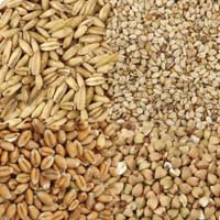 Grains and Cereals