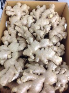 fresh ginger,  Packaging Size :50Kg