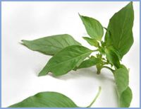 Pure and Natural Herbs