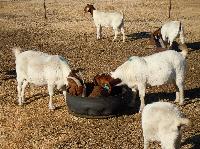 Premix Goat Feed