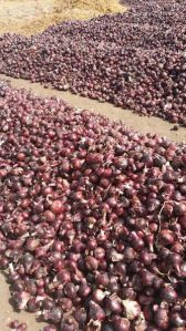 red onion