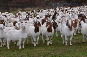Live Boer Goats