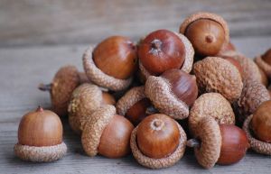 Oak Acorns Nut