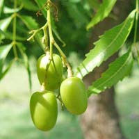 Neem Fruit