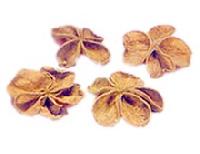 Exotic Dried Flowers