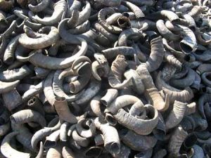 Raw Horn