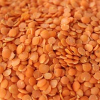 Masoor Dal (Red Lentil) in Tamil Nadu - Manufacturers and Suppliers India