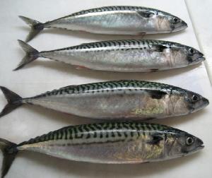 Good quality and freshness frozen seafood mackerel fish