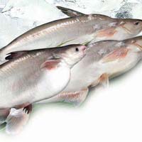 Fresh Basa Fish Fillets