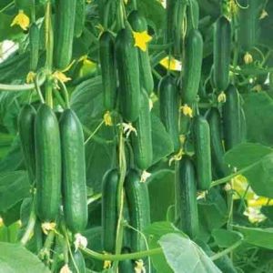 Hybrid Cucumber Seed