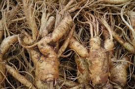Ginseng Root