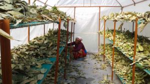 Cinnamomum Tamala(Tejpat) Cinnamomum Tamala(Tejpat)