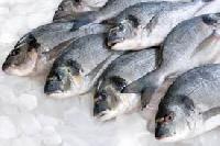 frozen fish